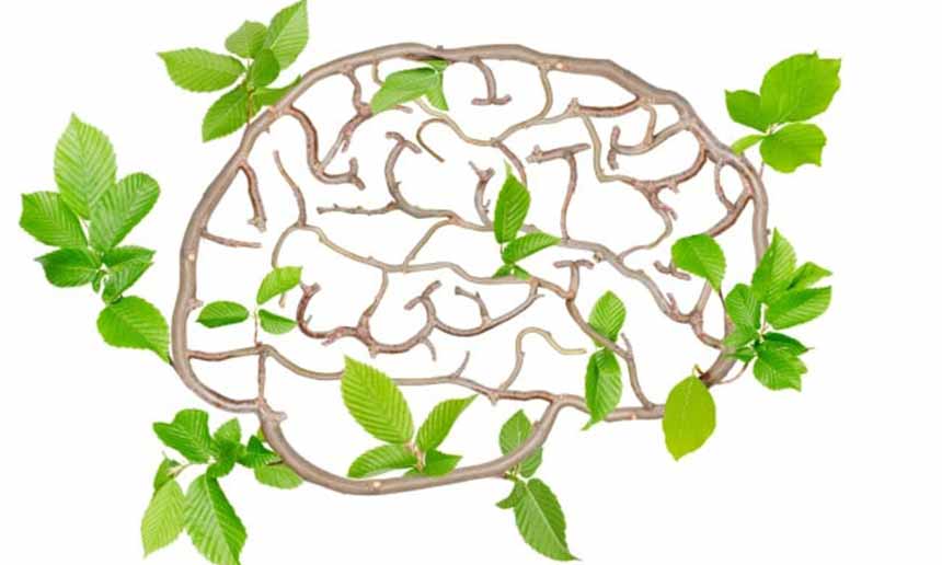 Plasticidade cerebral: como a experiência muda o cérebro